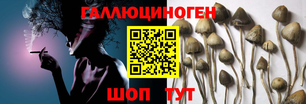 Псилоцибиновые грибы Psilocybine cubensis Клин
